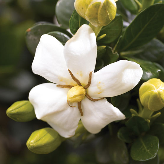 Gardenia Plant Care growing, planting, cutting. Diseases, pests, seed