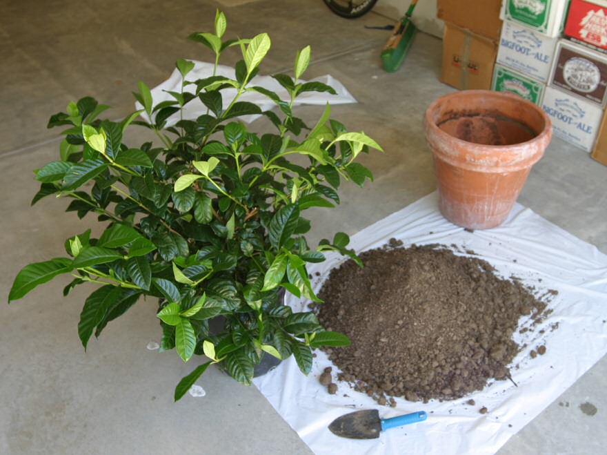 Gardenia Plant Care growing, planting, cutting. Diseases, pests, seed