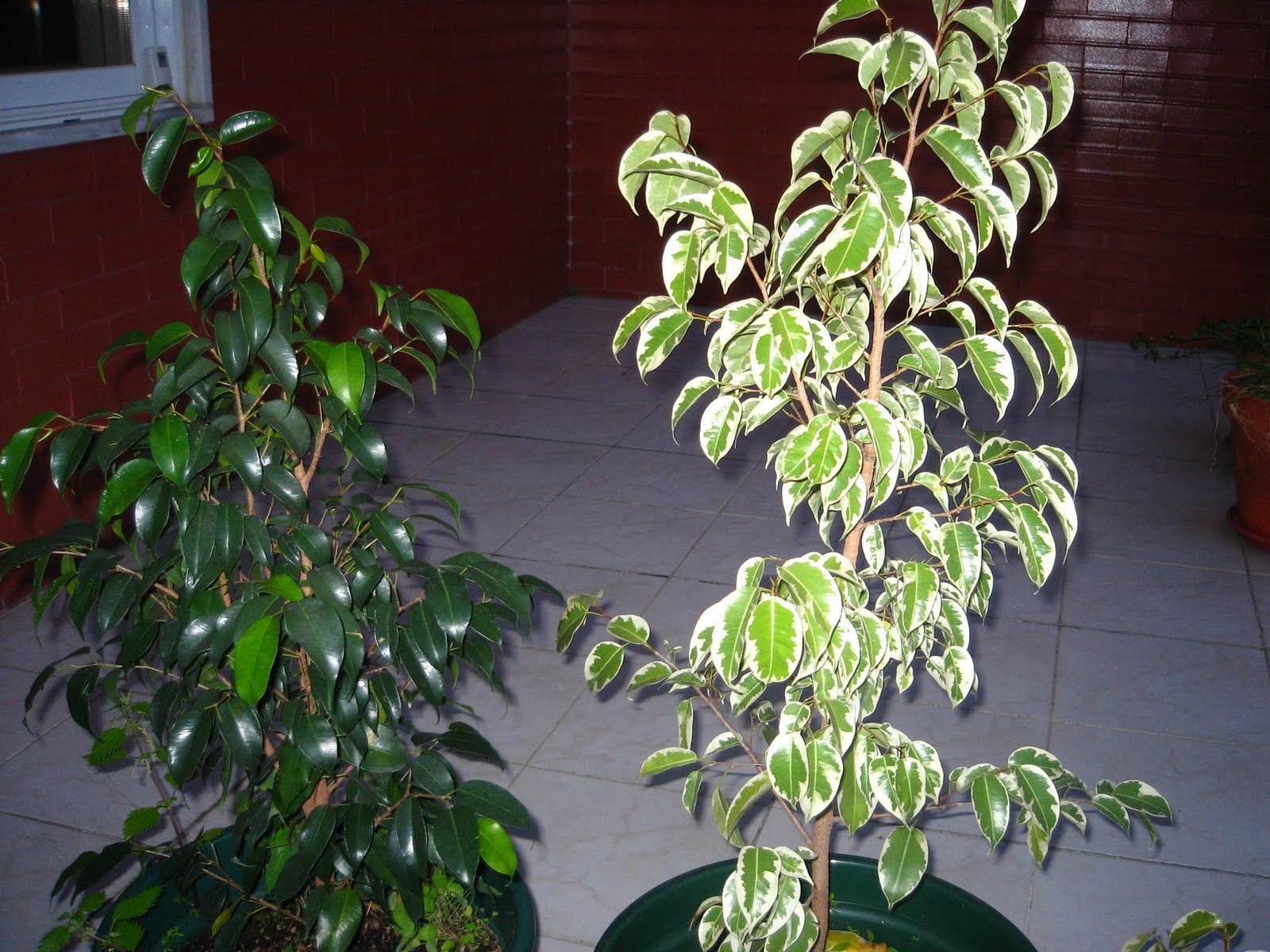 Ficus Benjamina and Damage Caused by Improper Care