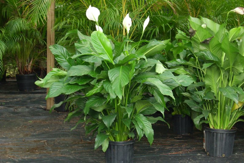 Is Your Spathiphyllum Poisonous to Dogs, or 1 Sad Dog’s