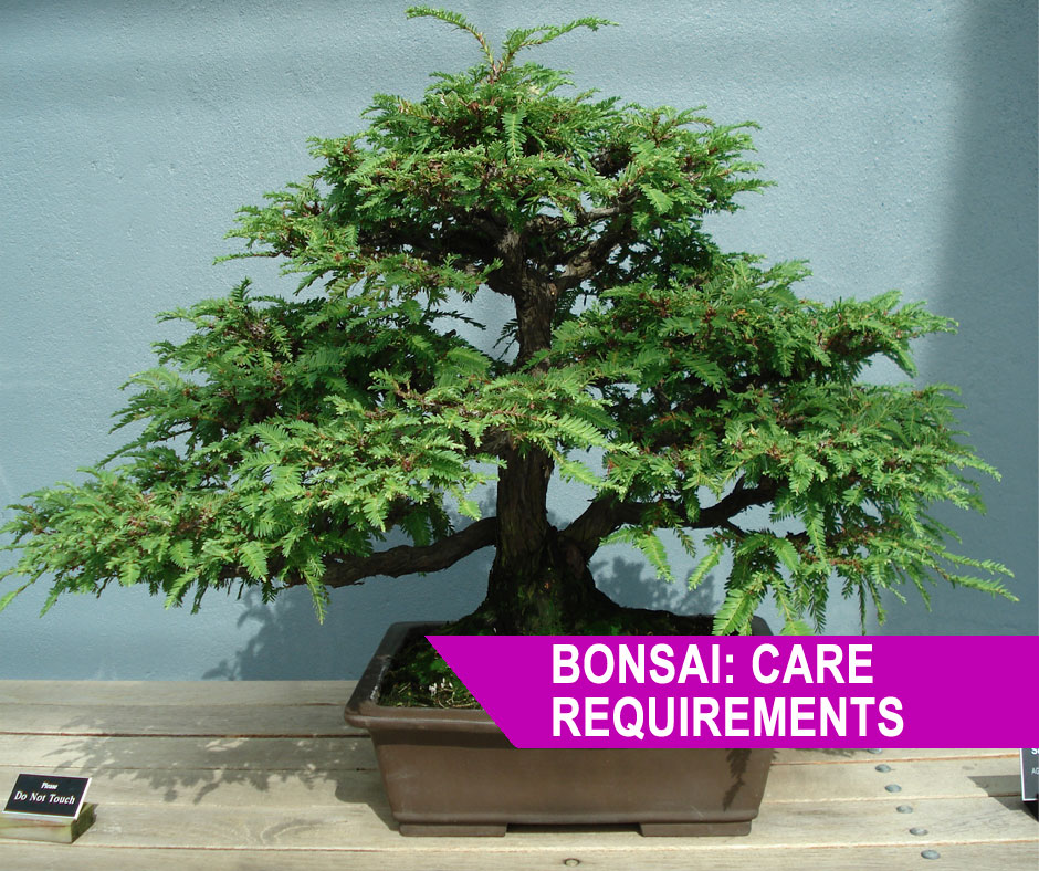 Simple Bonsai Tree Care Requirements Growing a Fascinating Tree at Home