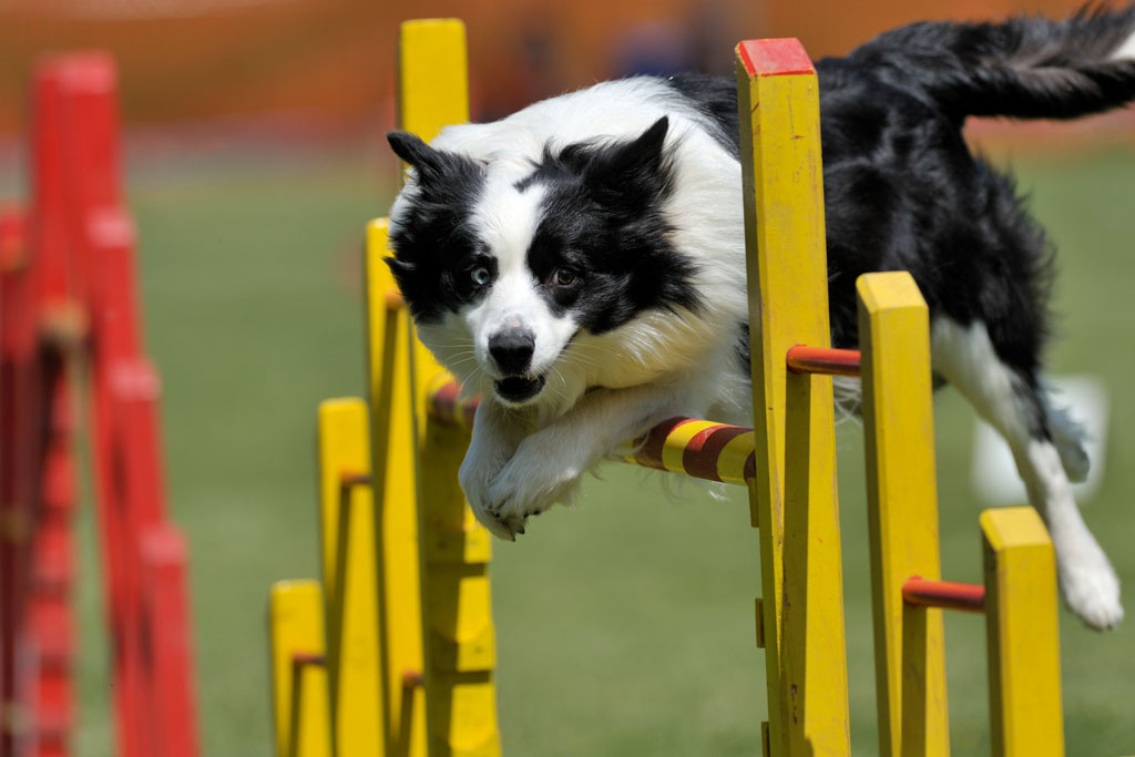 Dog Training Near Me Best Dog Training Company About Tip Top K9