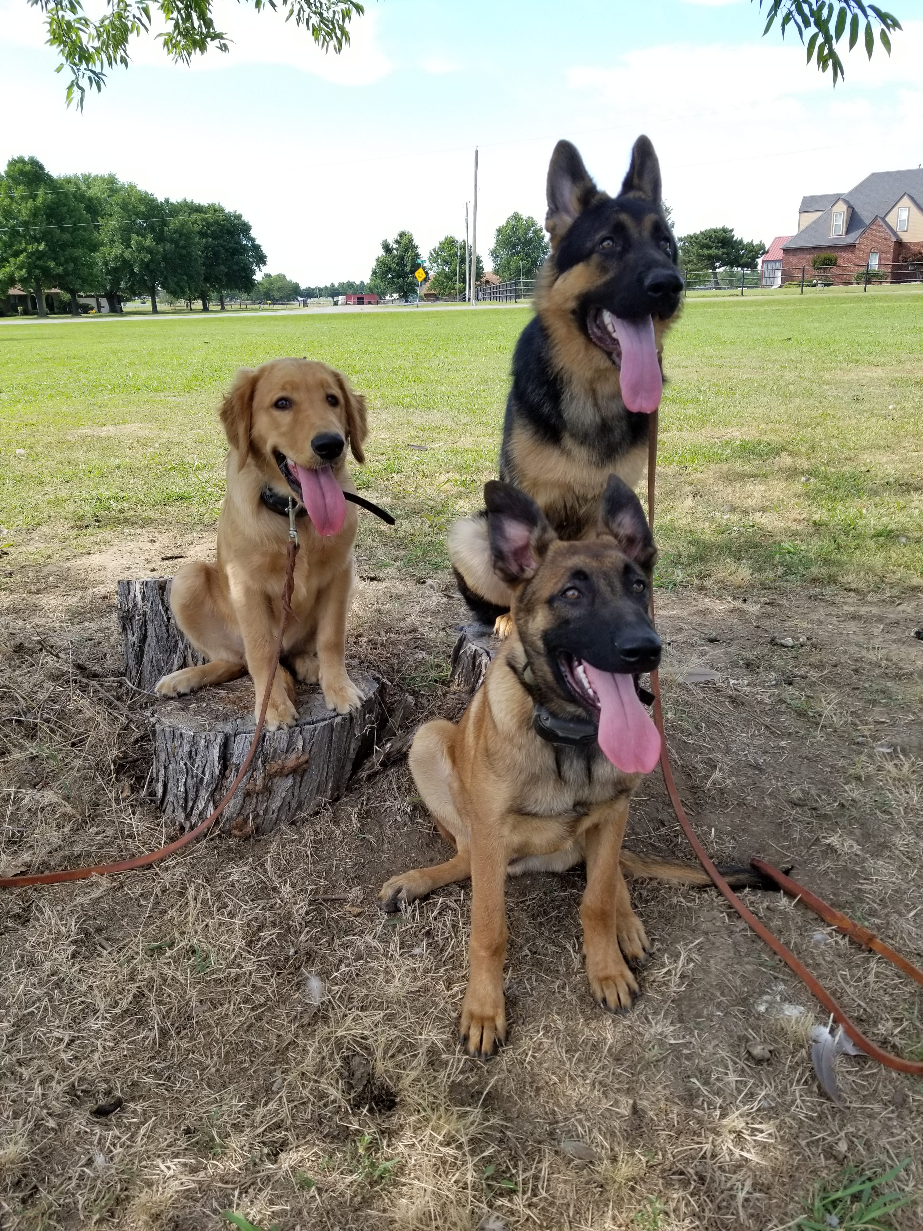 Fayetteville Dog Training Tip Top K9