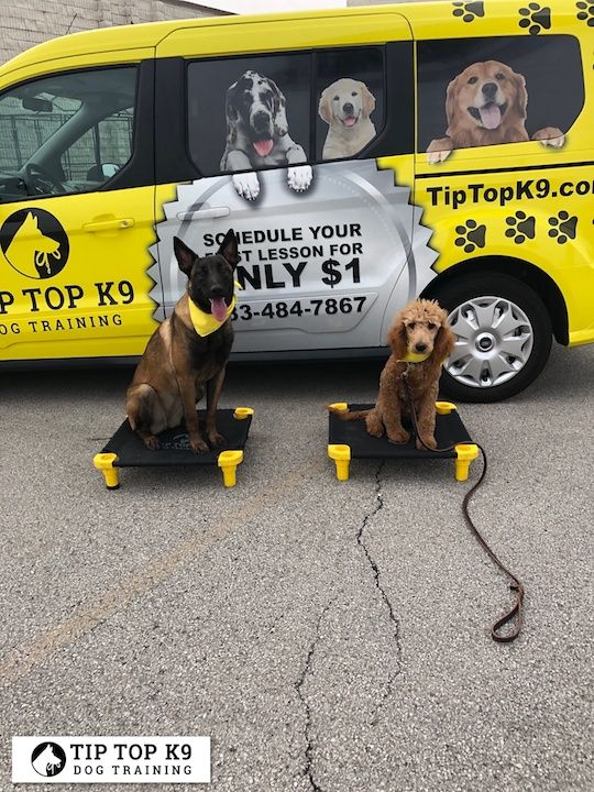 Best Dog Training Norman Different Types Of Aggression