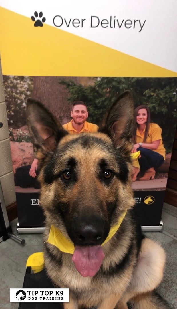 Brentwood Tennessee Dog Training Please To Accept Dogs