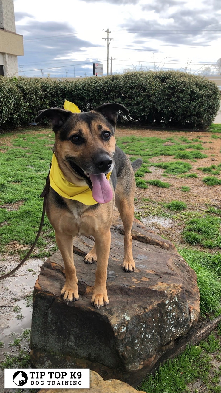 Dog Trainers in Boise Tip Top K9