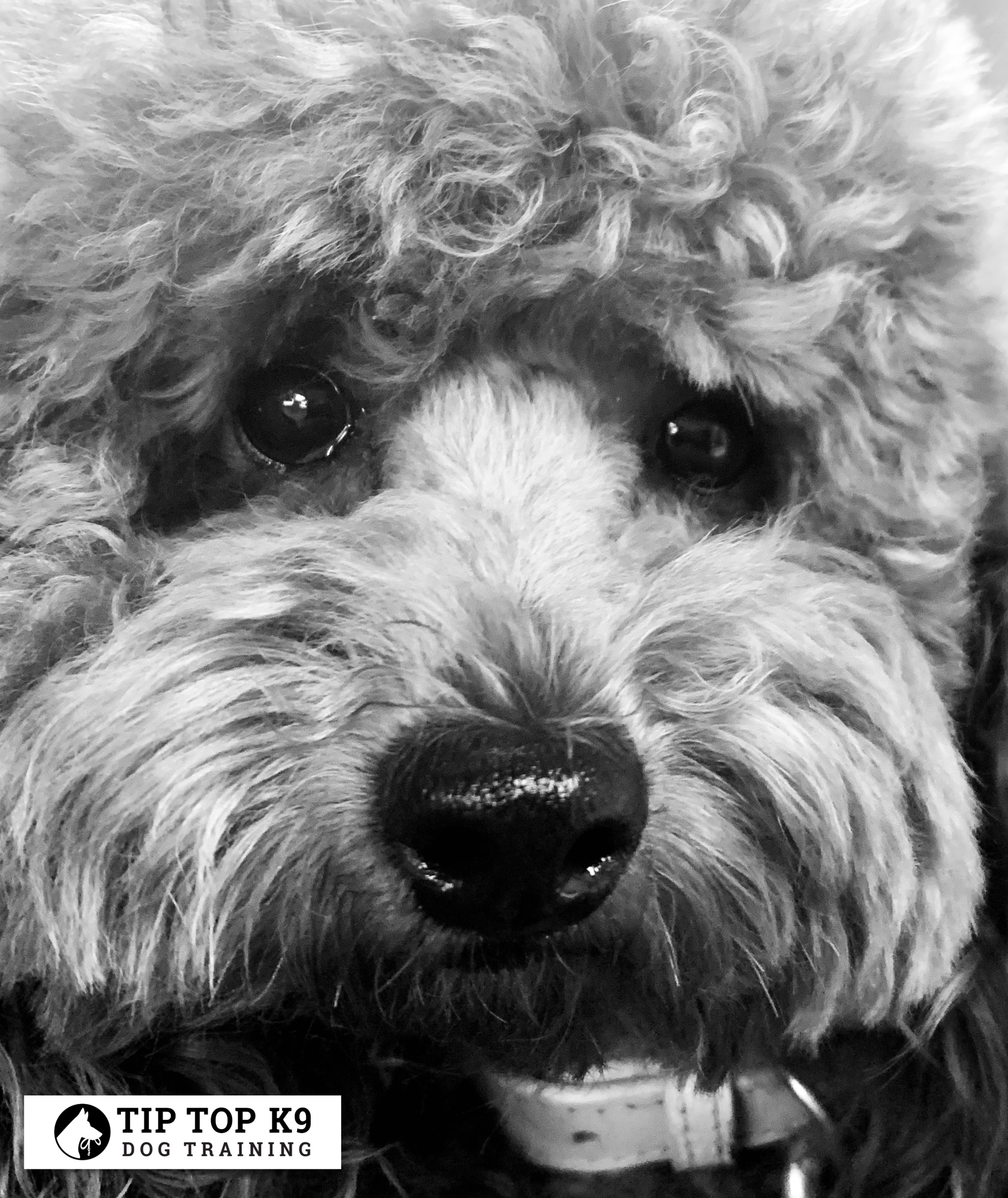 Tulsa Dog Trainers Aggression Starts as A Puppy