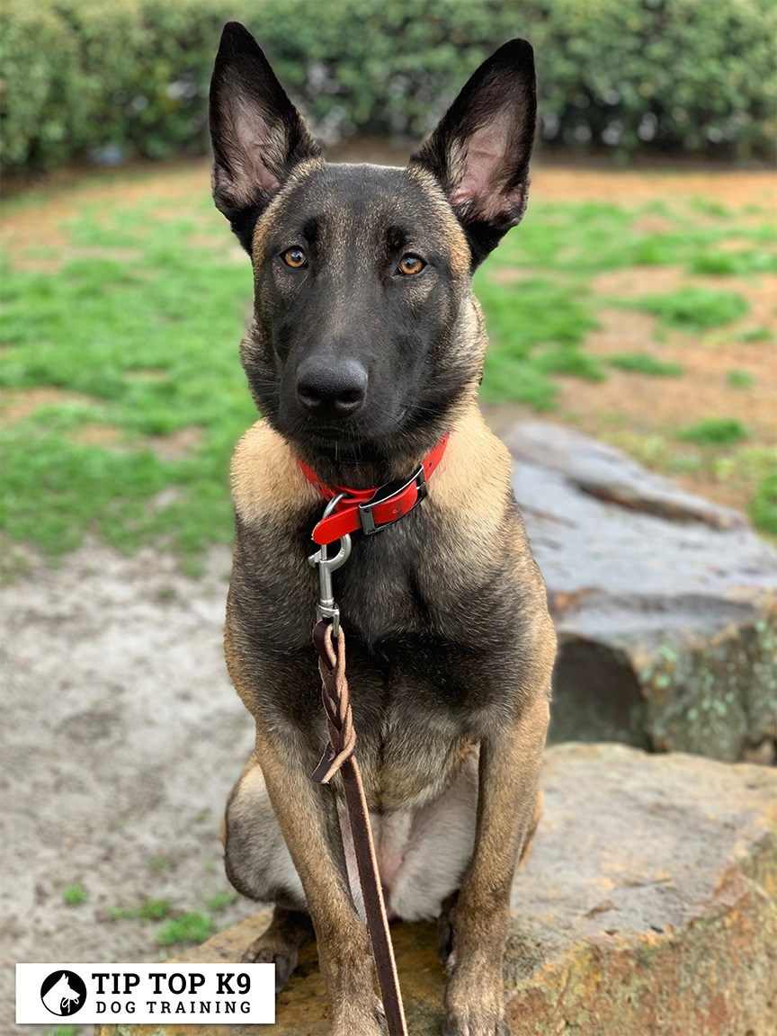 Best Plano Dog Training You'll Walk Away With Joy!