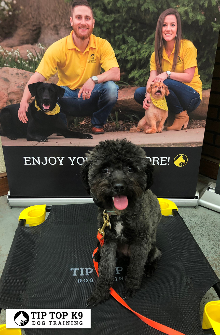 Dog Trainers Tulsa 3 Tip Top K9