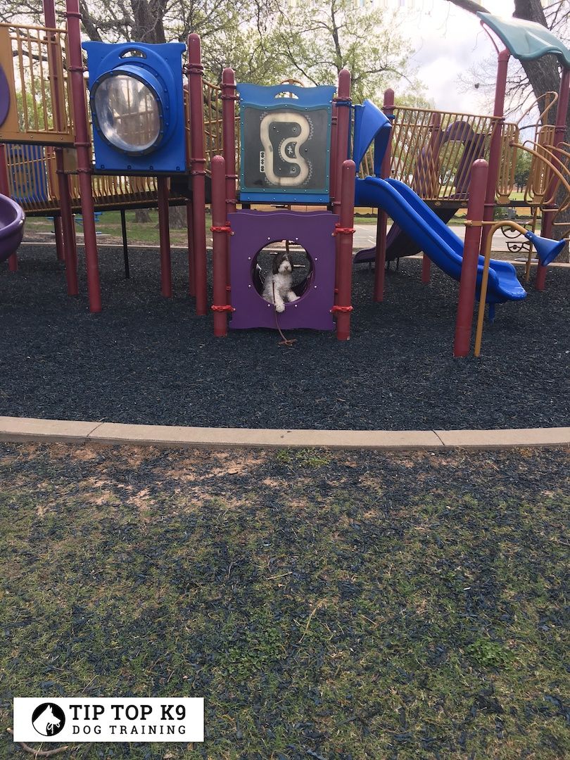 Dog Trainers Tulsa 3 Tip Top K9