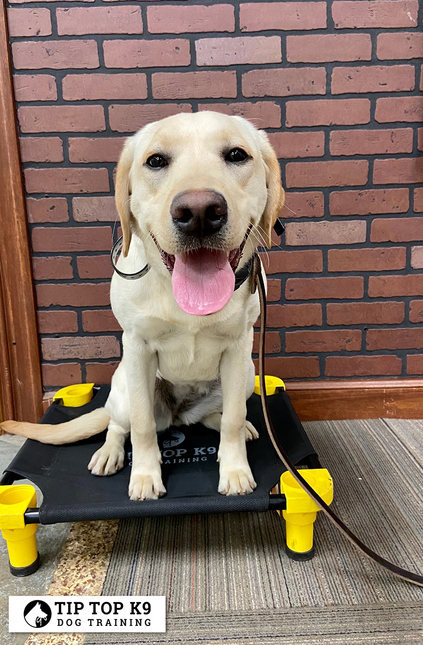 Top Dog Training Fayetteville Top Dog Fayetteville