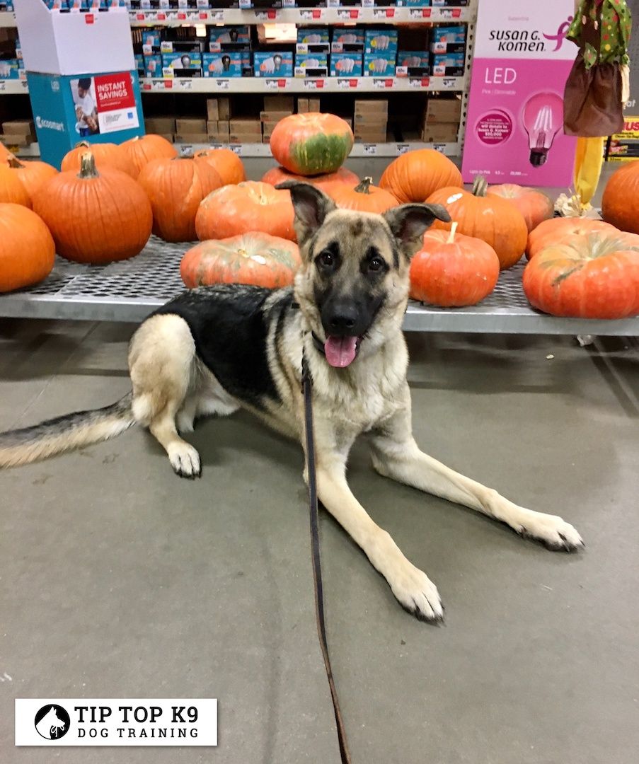 Dog Trainers Tulsa 9 Tip Top K9