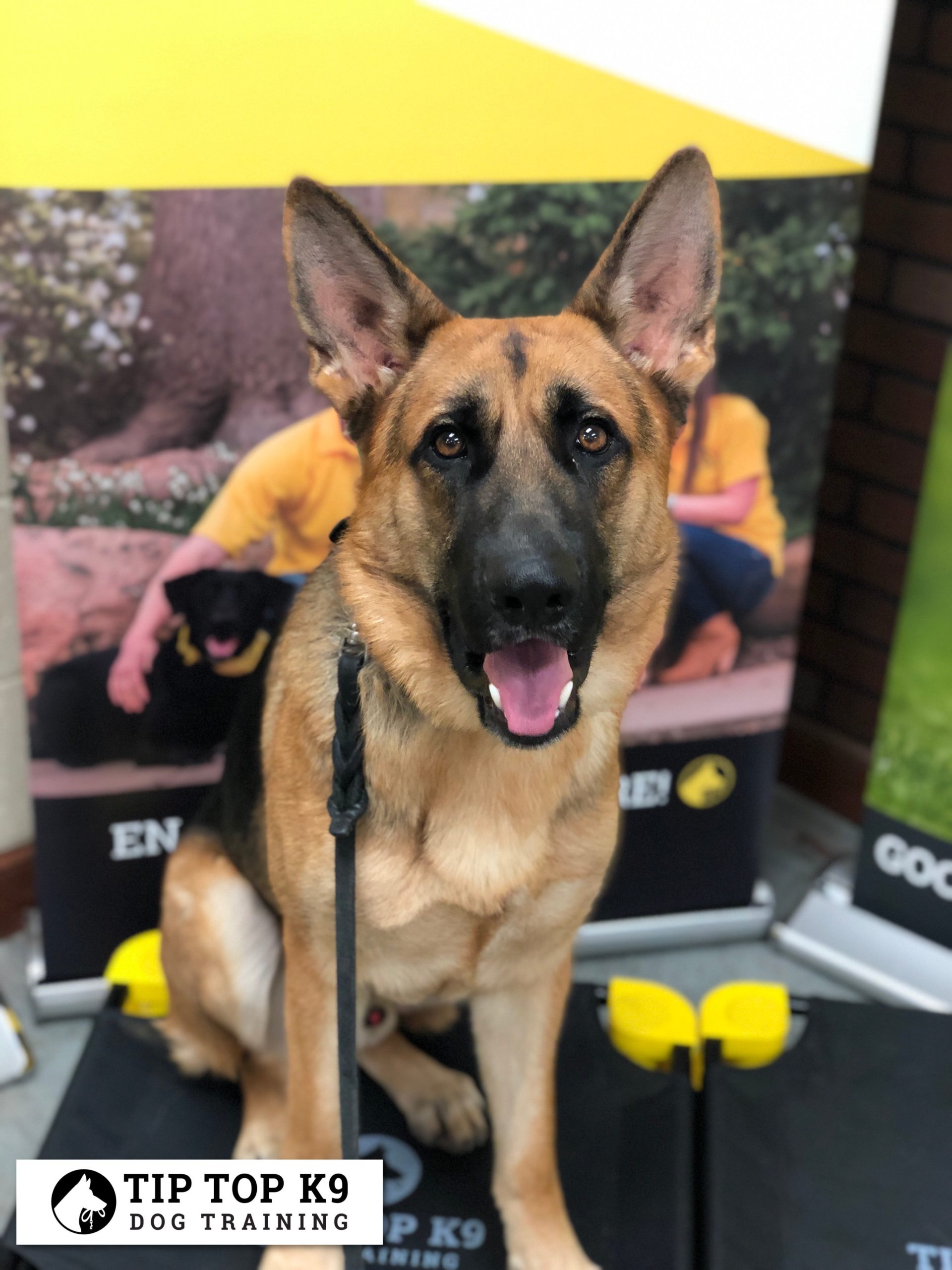 Best Plano Dog Training Our Services Are Great!