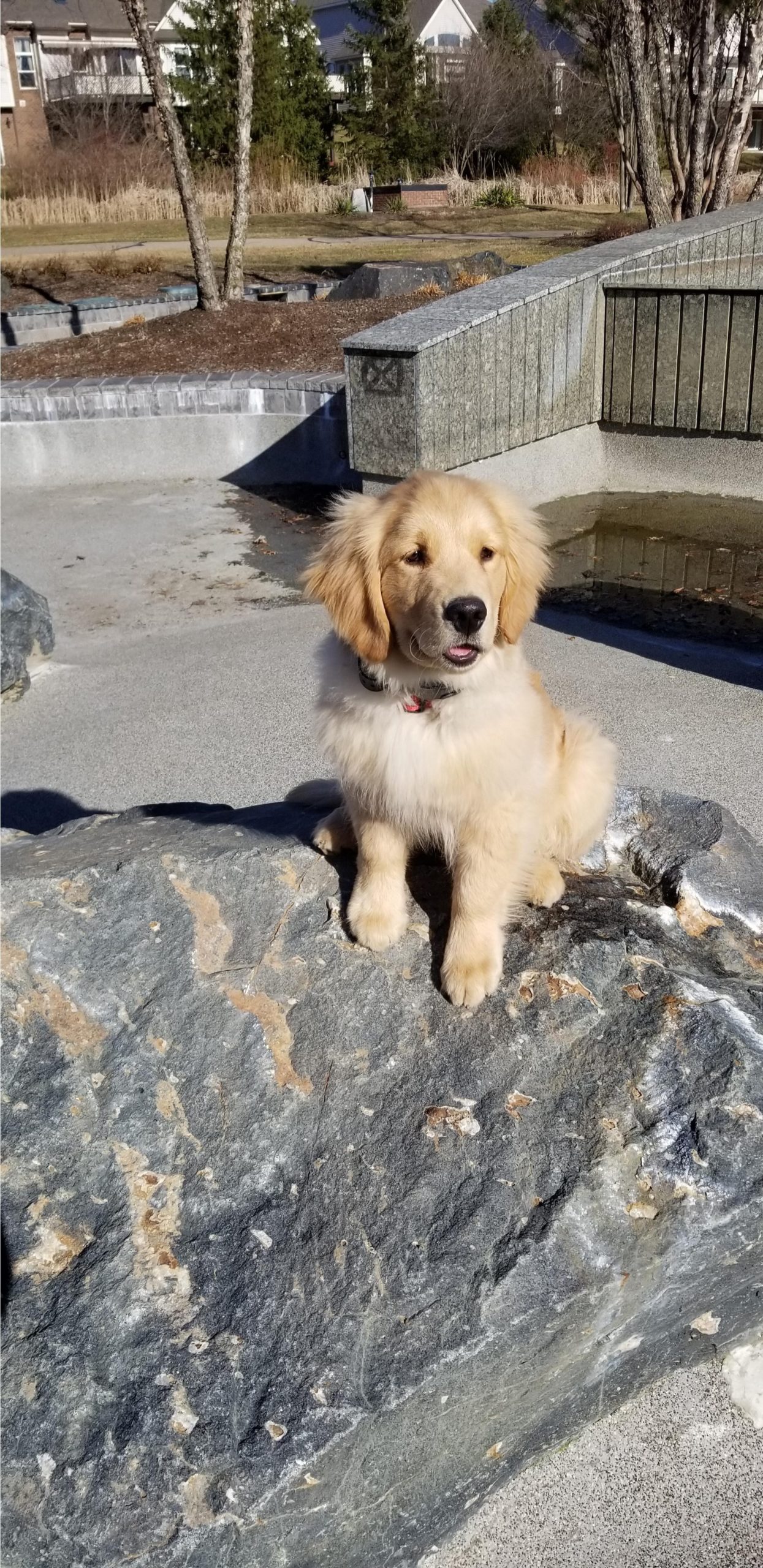 Find Dog Training Fort Worth Texas Simply The Best For Types