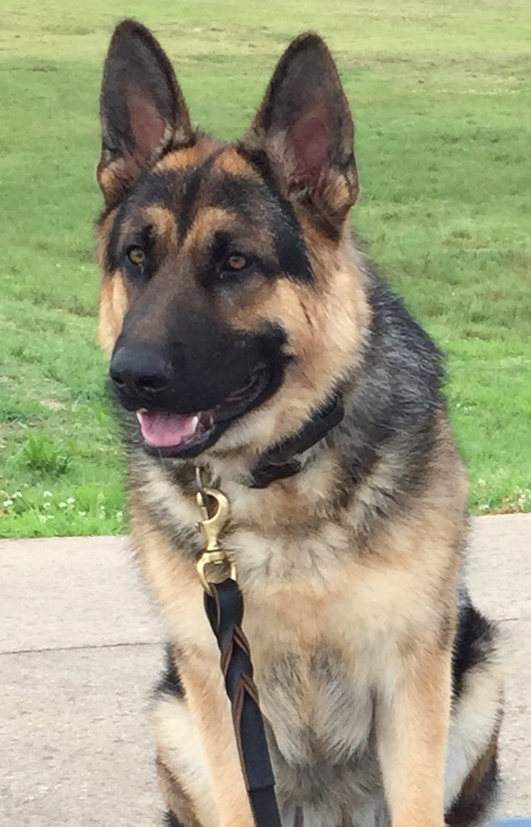 Droll German Shepherd Puppies K9 l2sanpiero