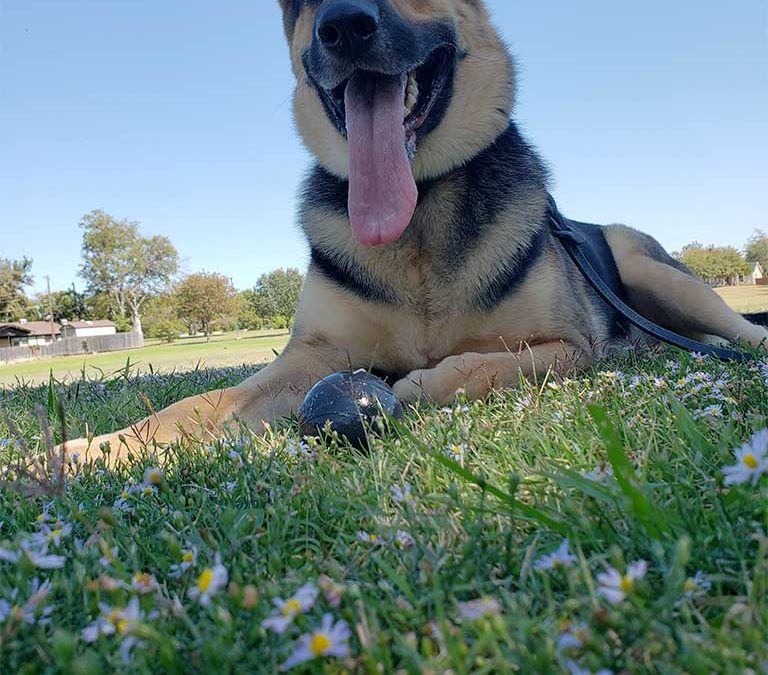 Best Plano Dog Training Why Did We Decide to Start Training Dogs?