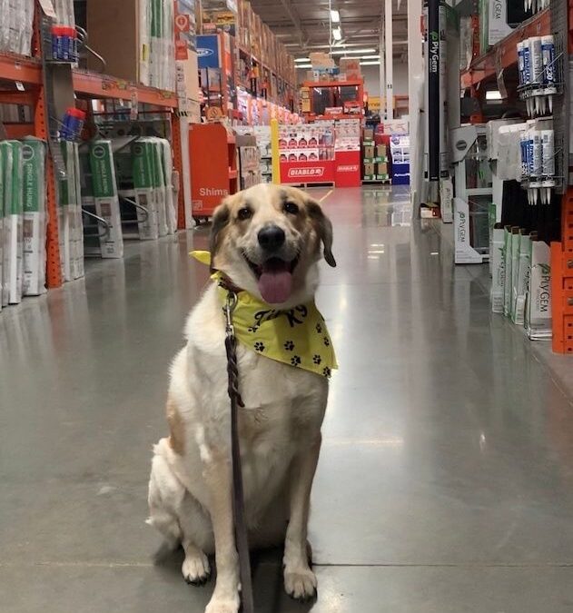 Gilbert Az Dog Trainers Bring Your Dogs To Us