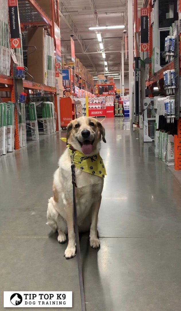 Gilbert AZ Dog Trainers How Does It Work?