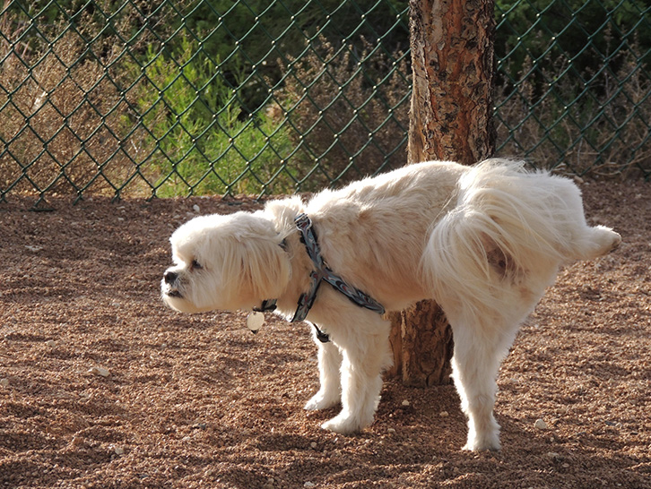 Tip Top K9 Dog Training Dog Board and Training Program