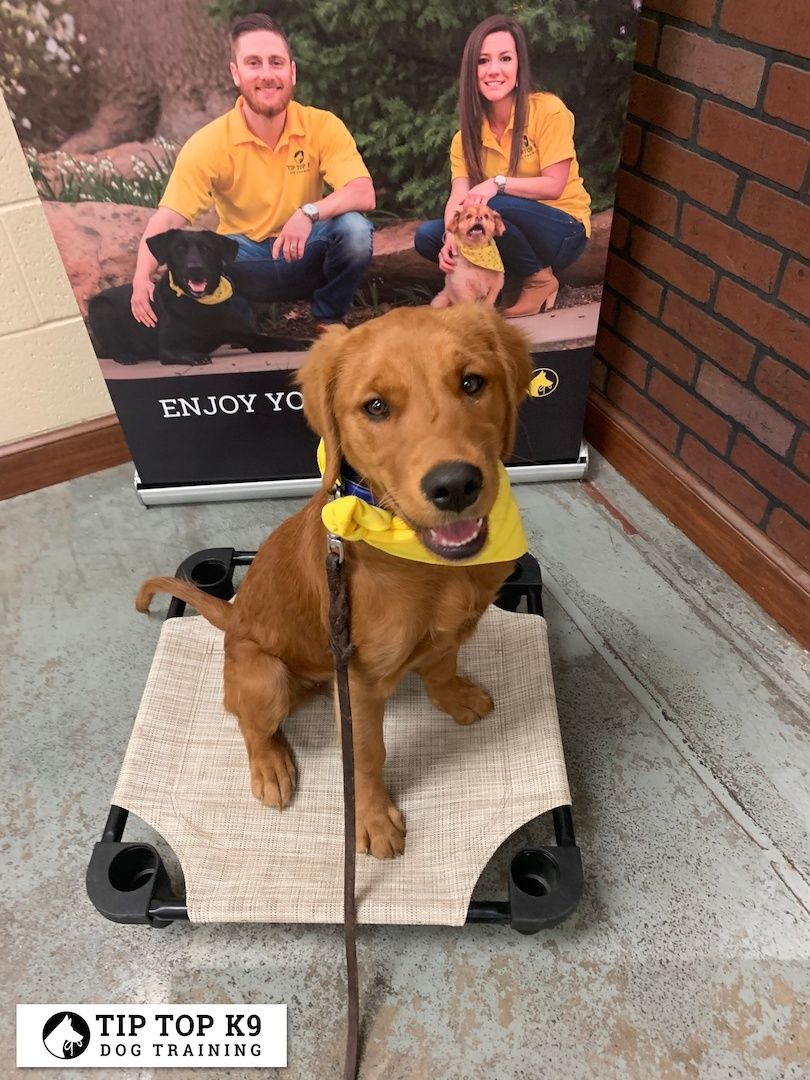 Puppy Training Tulsa 4 Tip Top K9