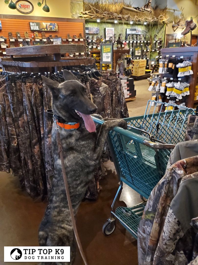 Dog Training Tulsa Tulsa Dog Training Gallery Tiptop K9