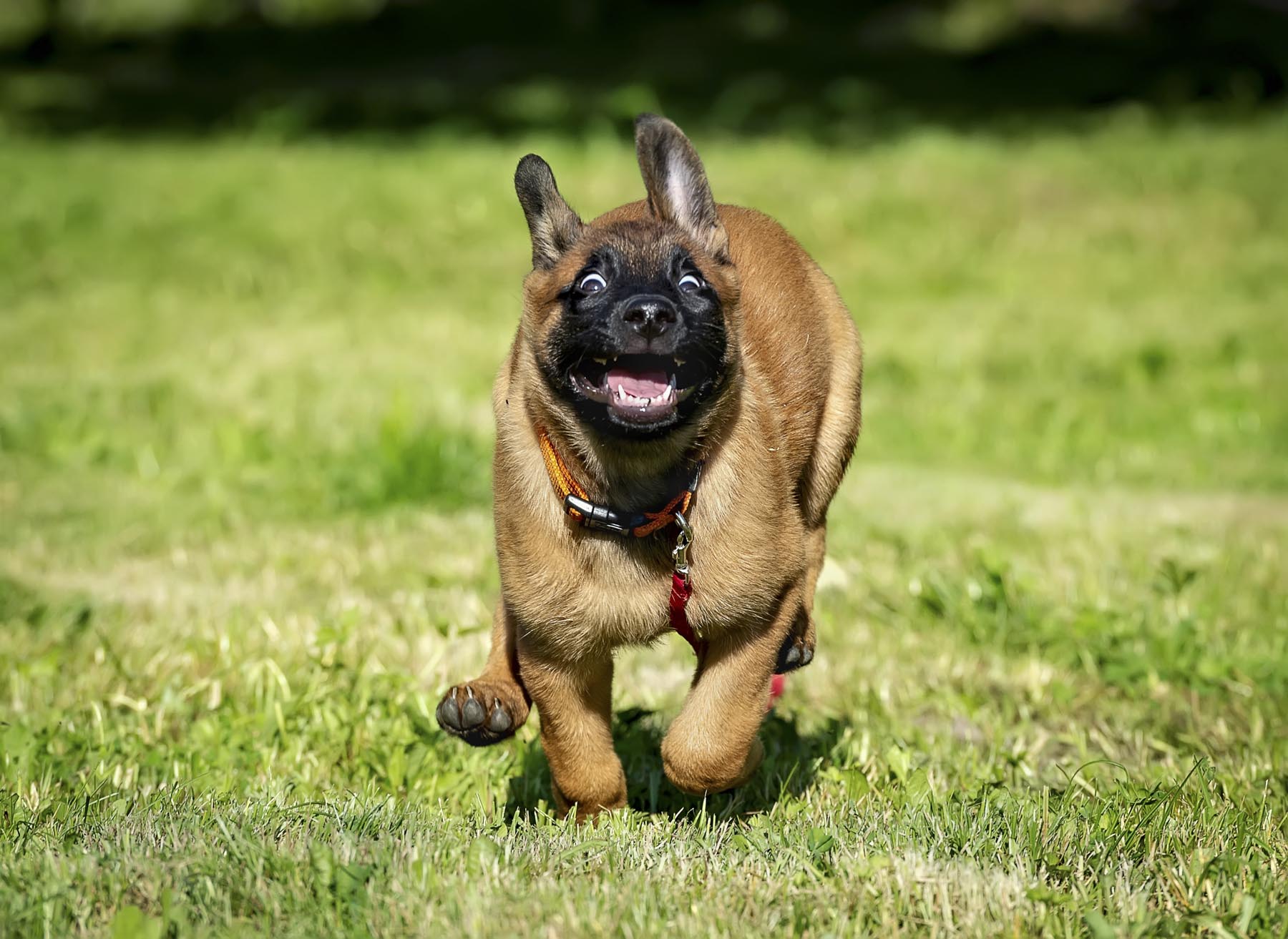 Best Dog Training Orlando Do You Have Any Concerns?