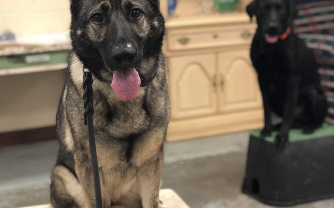 Best Dog Training Fort Smith Are You Feeling Skeptical?