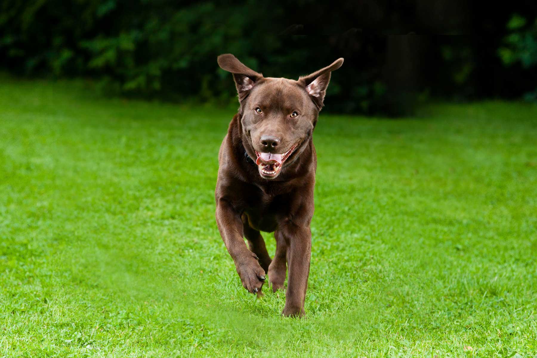 Tulsa Dog Training Company Go Online To Learn About Us!