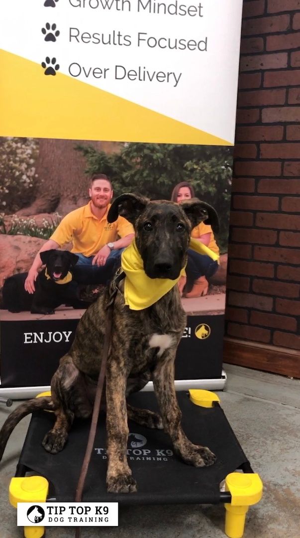 Dog Training Tulsa Tulsa Dog Training Gallery Tiptop K9