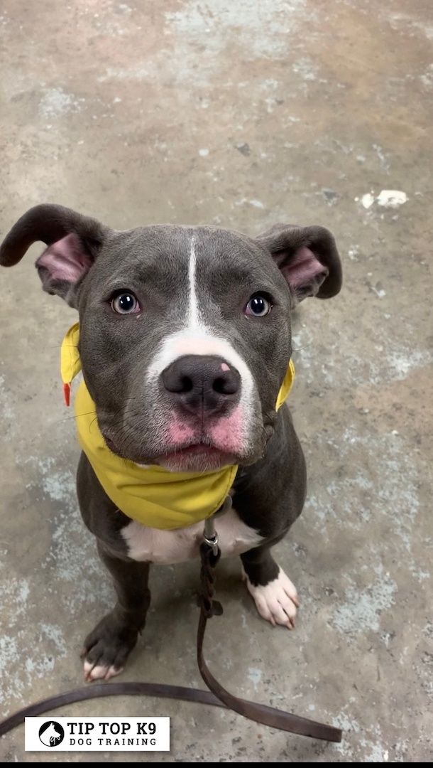 Dog Training Tulsa Tulsa Dog Training Gallery Tiptop K9