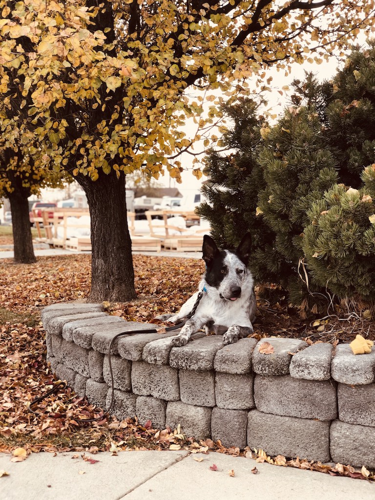 Boise Dog Training Dog Training Boise Boise Idaho Dog Training