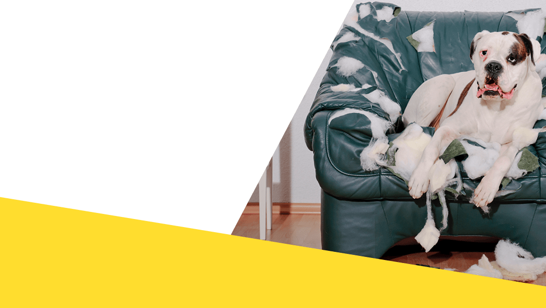 Best Dog Training in Troy Michigan Keep Your Dog In Line