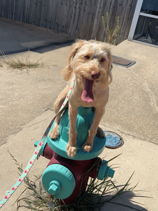 Fort Worth Dog Training Tip Top K9