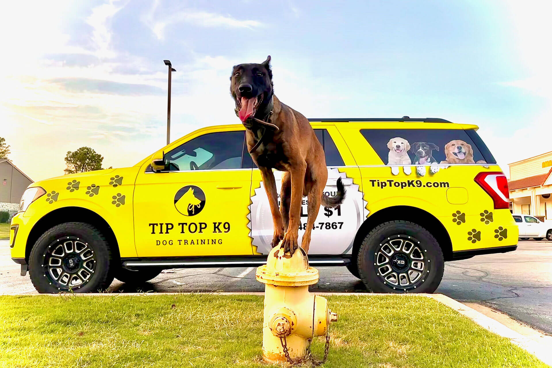Chandler Dog Training Tip Top K9