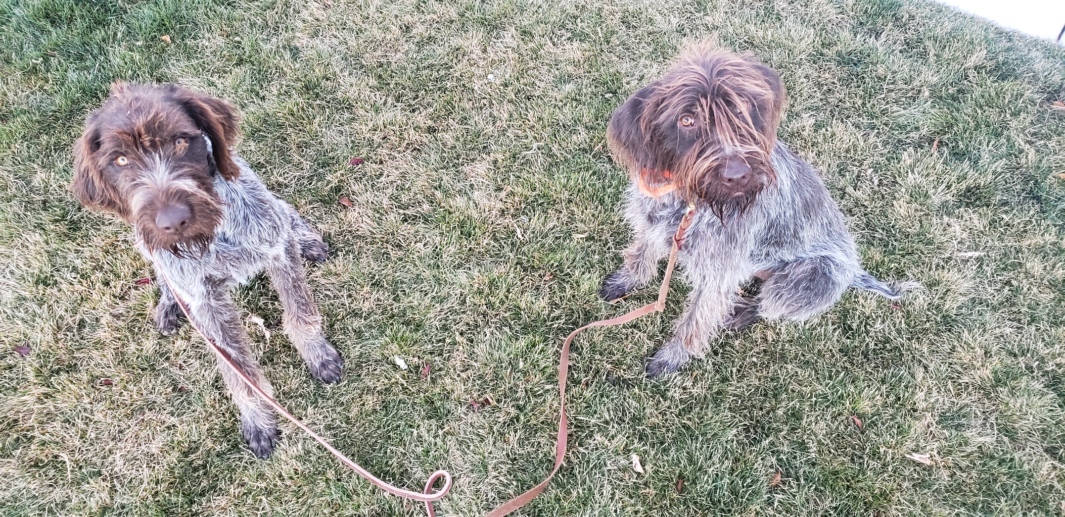 Orlando Dog Training You Will Love Our Training