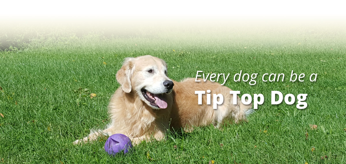 banner1 TipTopTails Michigan Dog Training