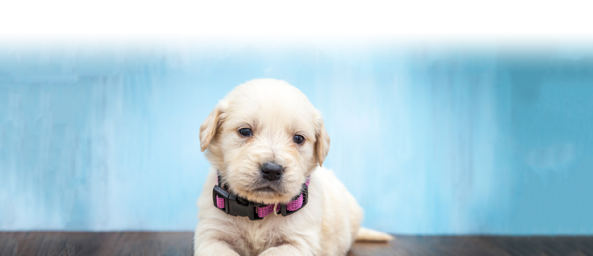 banner3 TipTopTails Michigan Dog Training