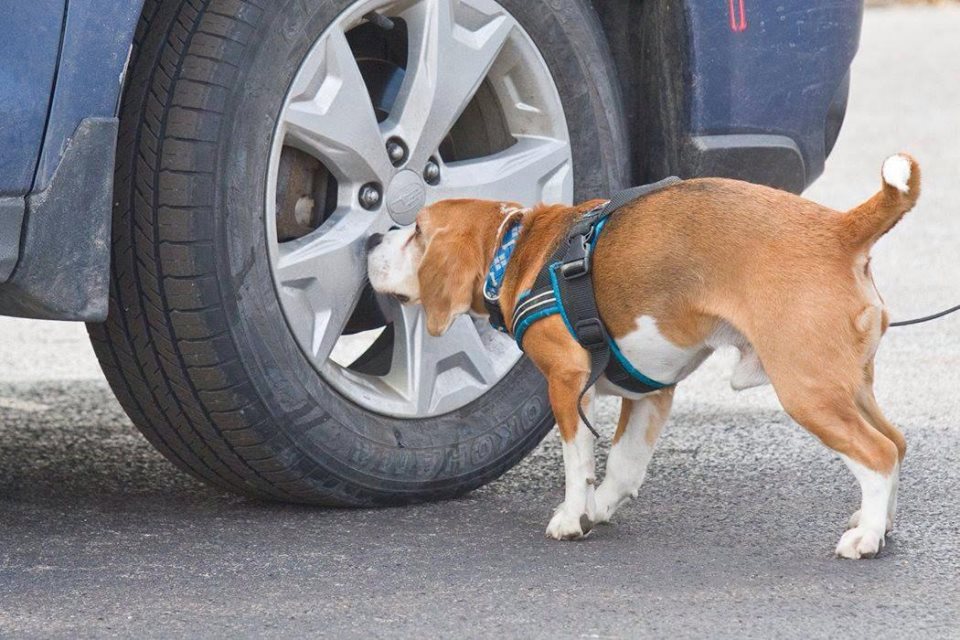 beagle nosework tire TipTopTails Michigan Dog Training
