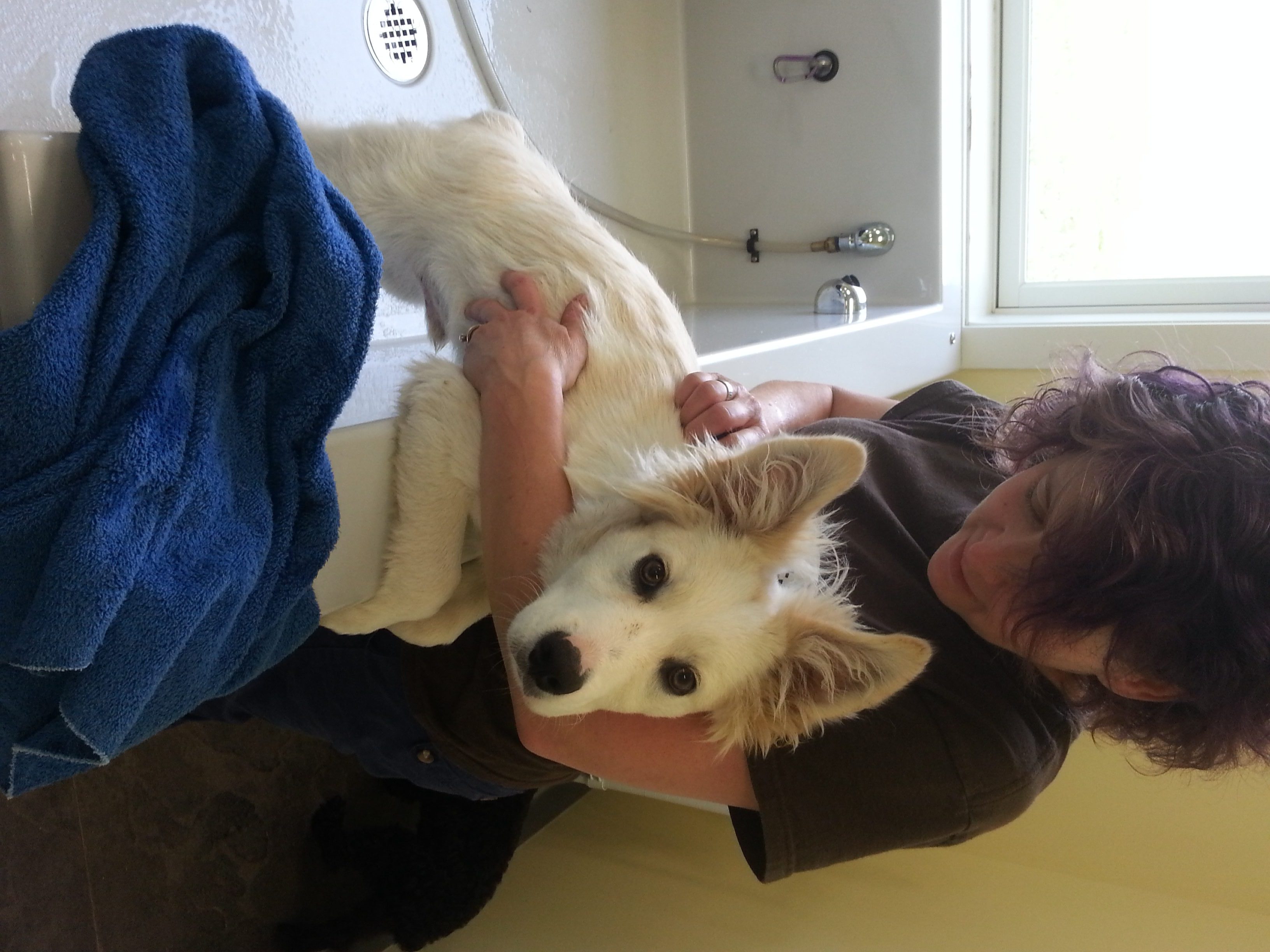 experienced instructors TipTopTails Michigan Dog Training