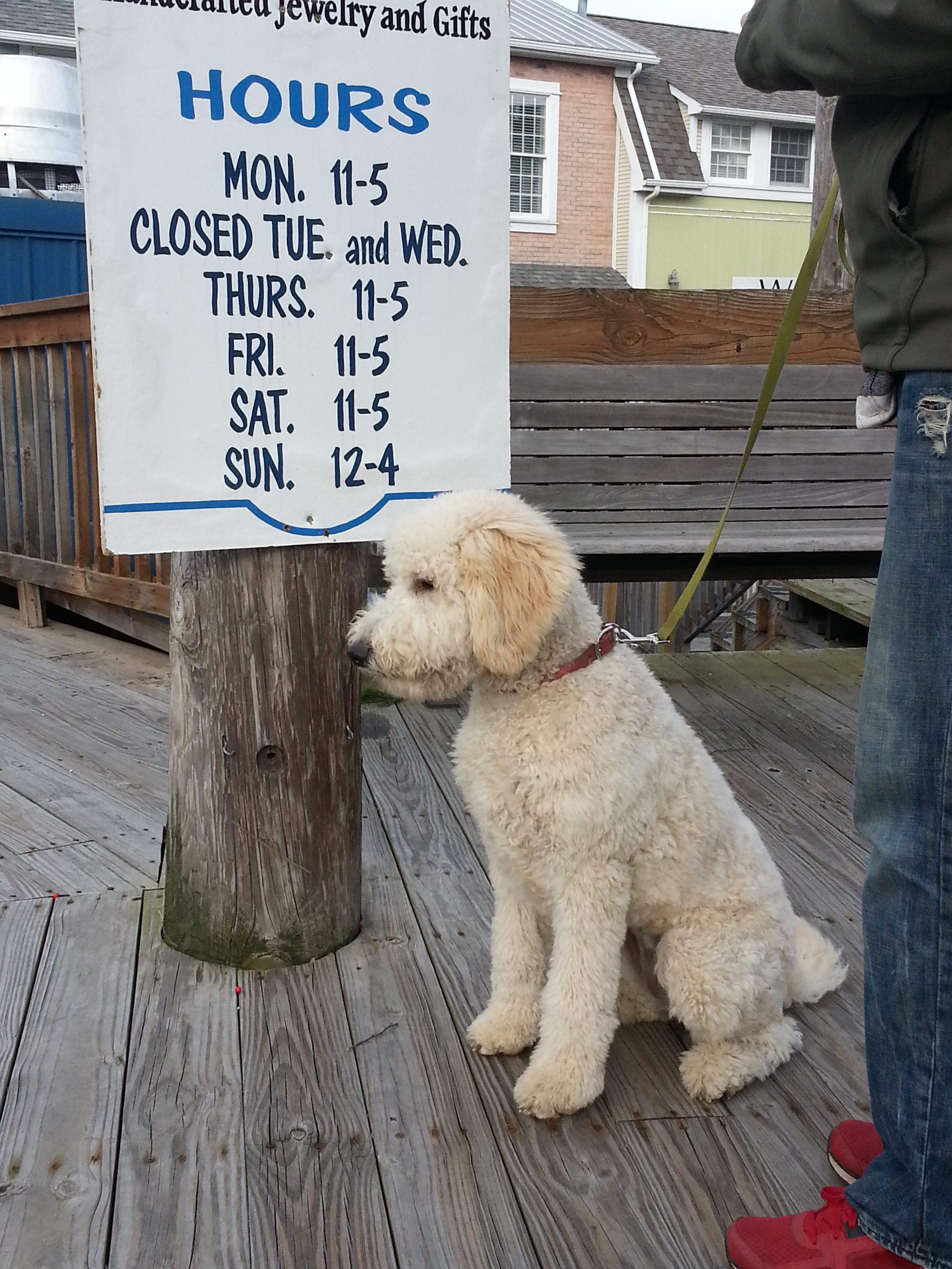 Which Class Is Right For Me? TipTopTails Michigan Dog Training