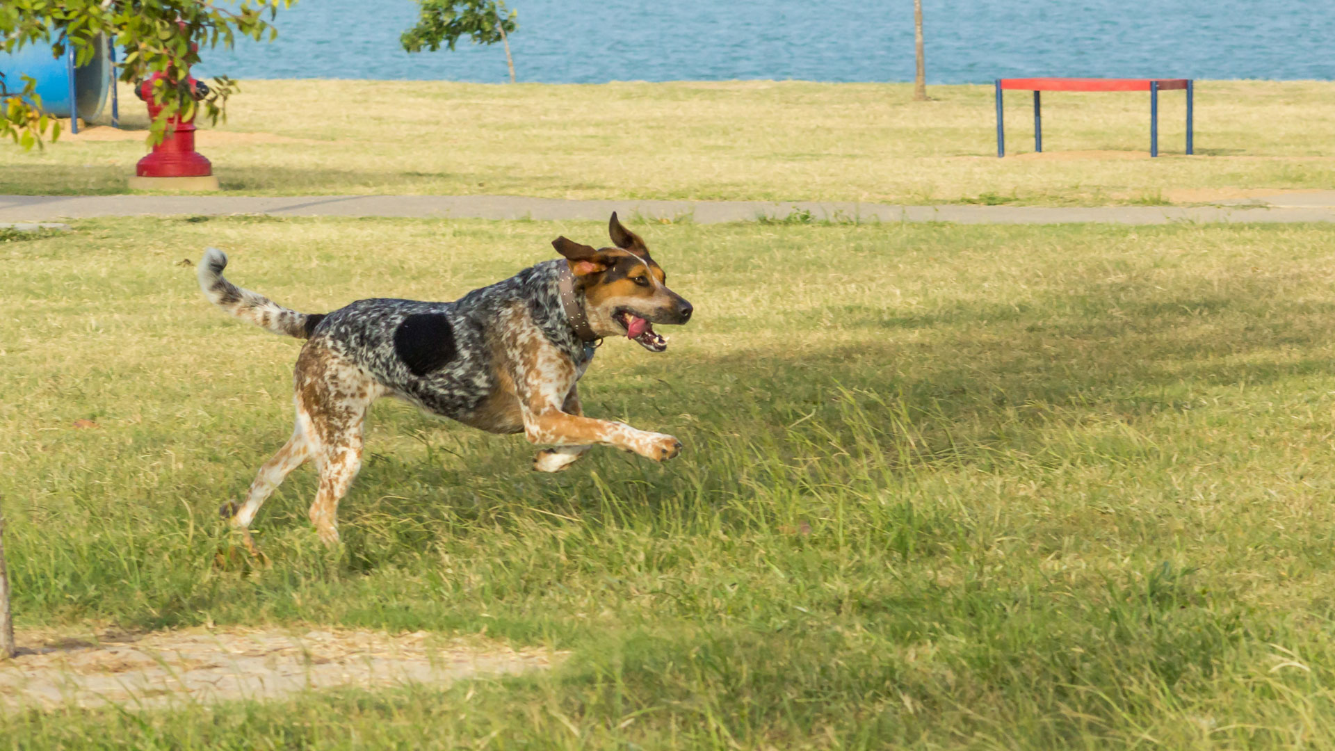 Meet Our Team TipTopTails Michigan Dog Training