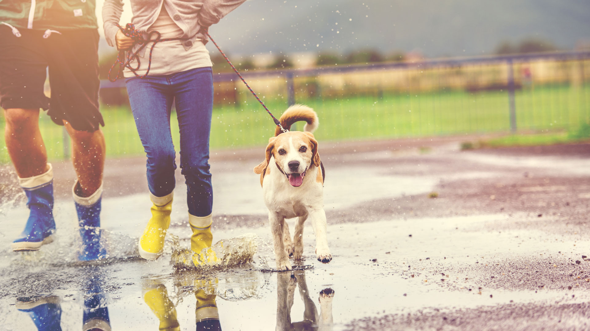 Frequently Asked Questions TipTopTails Michigan Dog Training