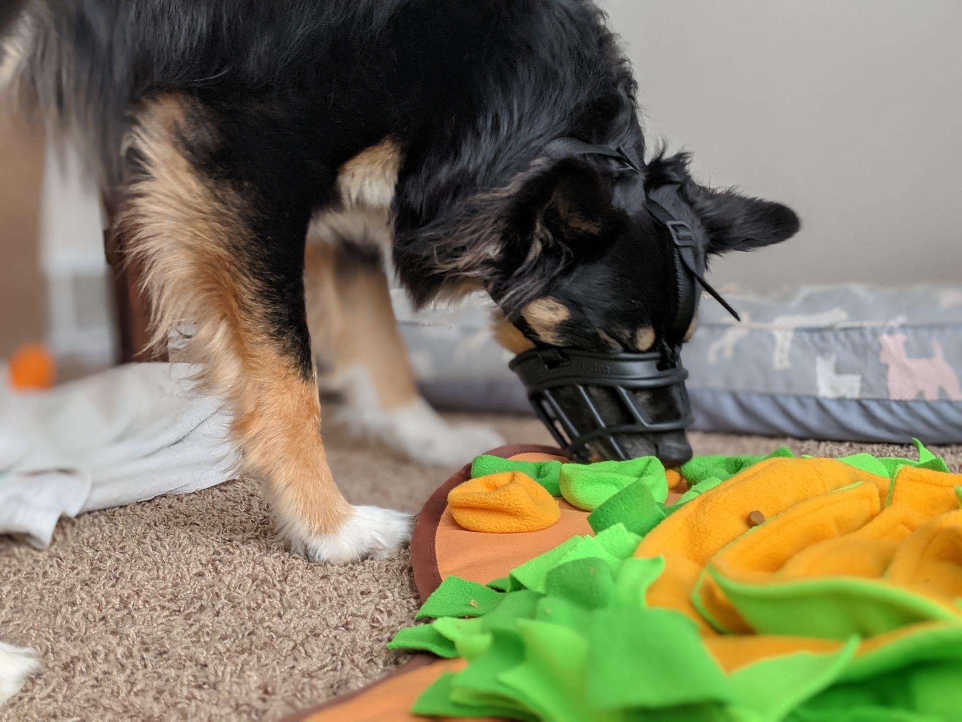 Behavior Issues TipTopTails Michigan Dog Training