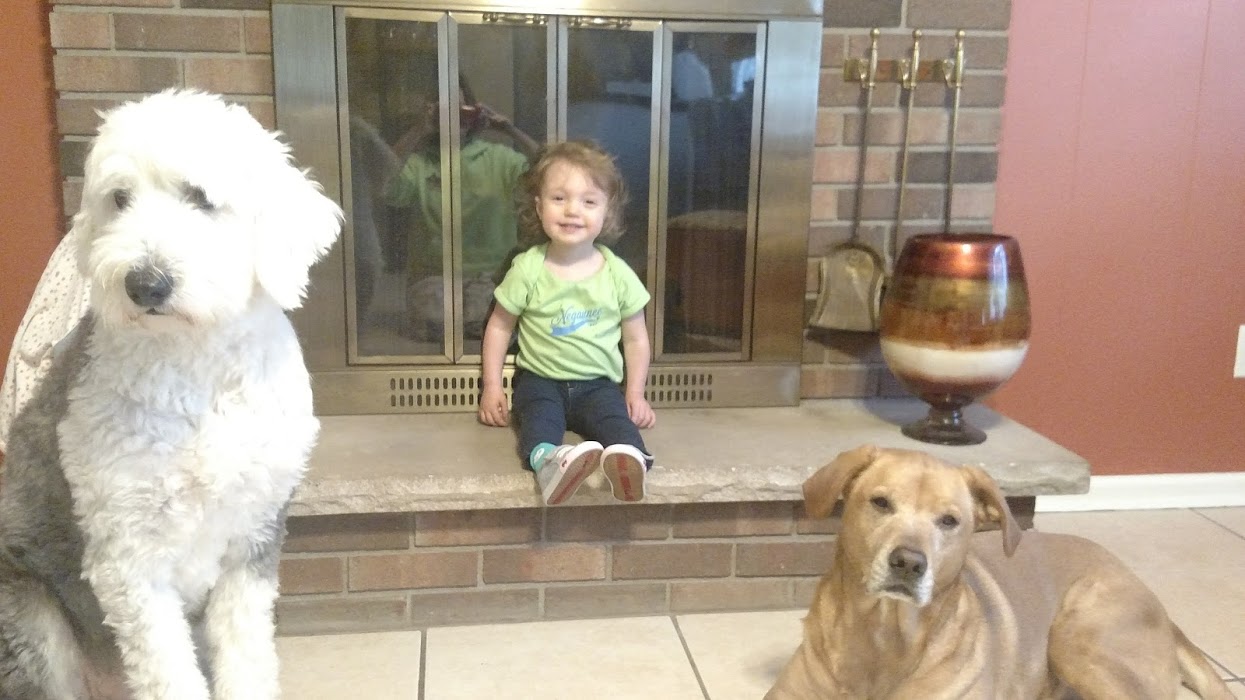 Behavior Issues TipTopTails Michigan Dog Training