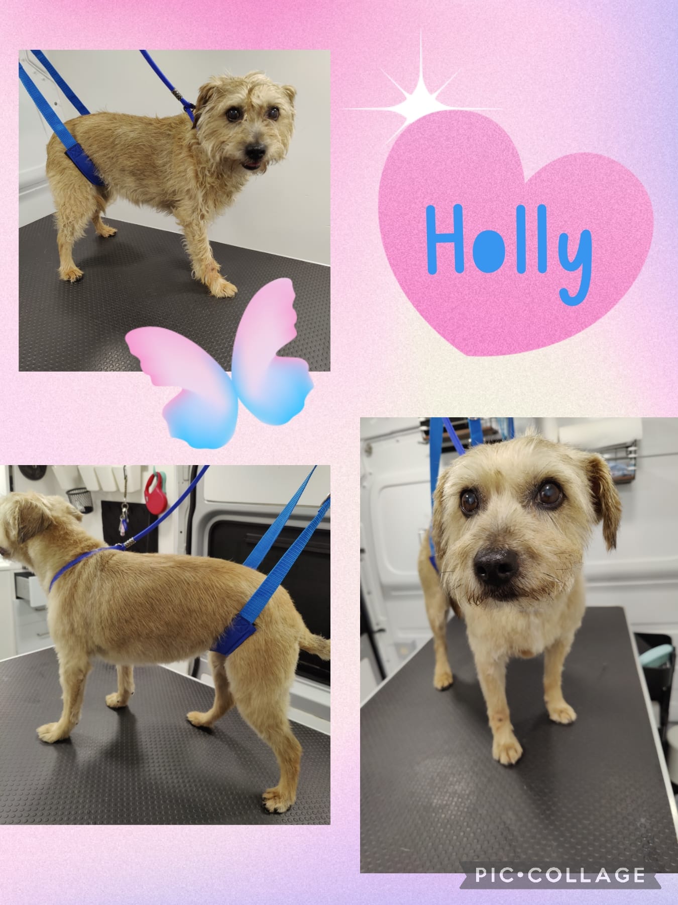 Dog Groomer In Isle of Man