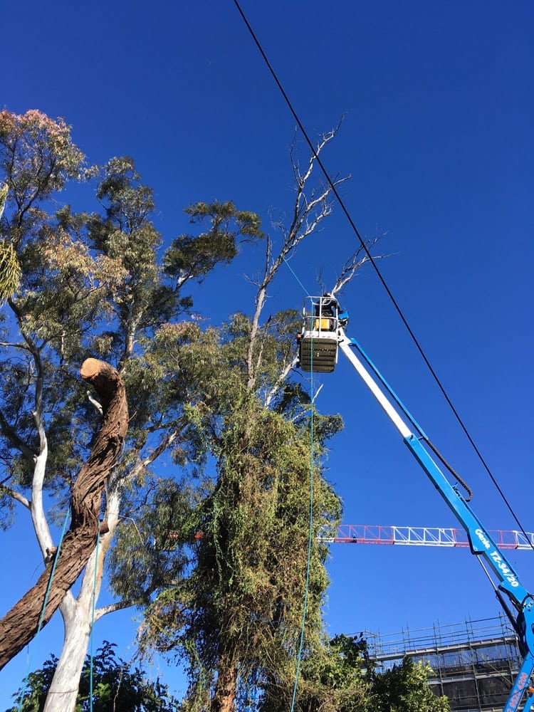 Tree Services Gallery Tip Top Tree Services