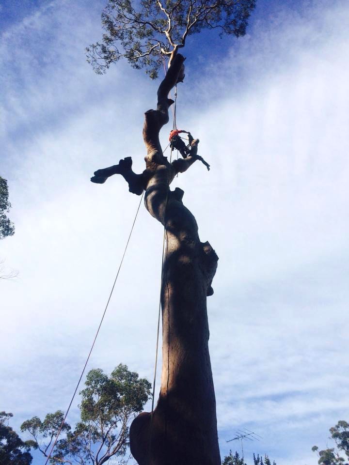 Tree Services Gallery Tip Top Tree Services