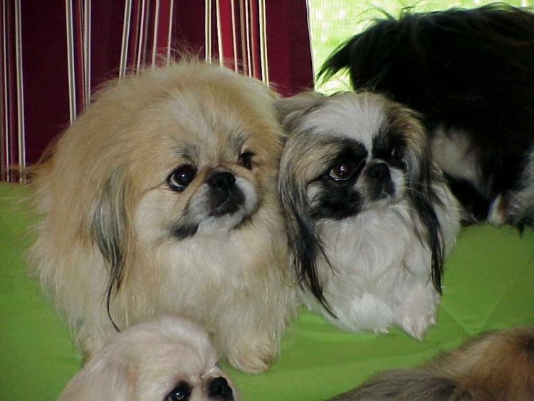 Toy and Sleeve Pekingese Pekingese puppies for sale Pekingese Breeder