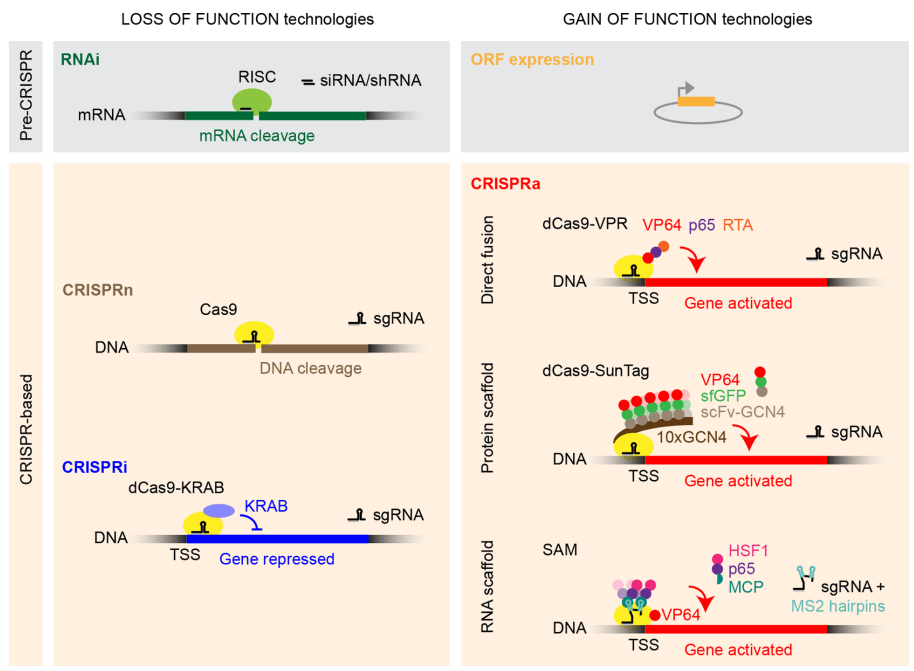 Nature Methods 多伦多大学通过优化KRAB来提高CRISPRi对靶基因的沉默效果 hope
