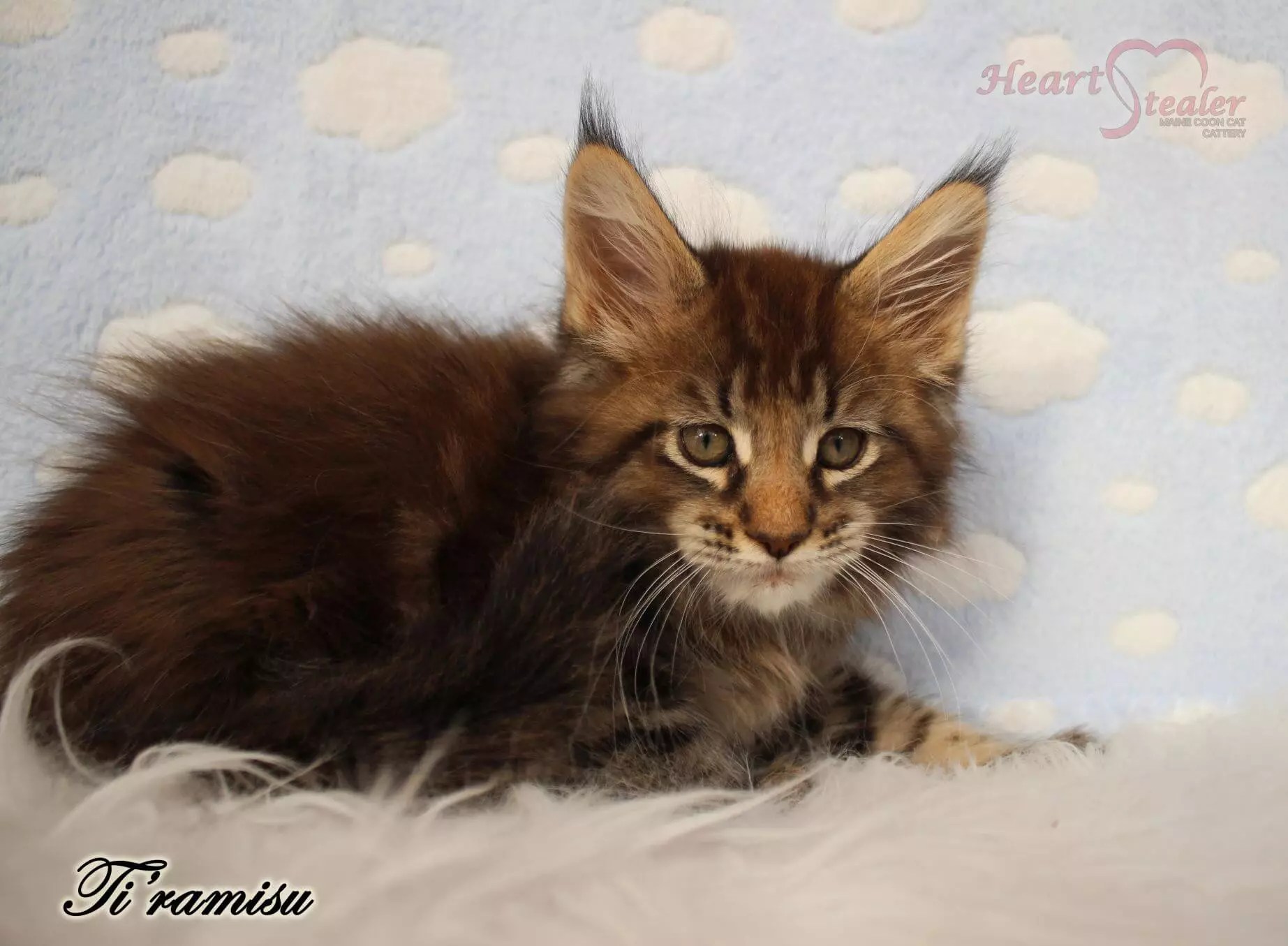 How much can a Maine Coon kitten cost and what does the price depend on
